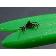 TICK TWISTER CLIP BOX KLESZCZOŁAPKI